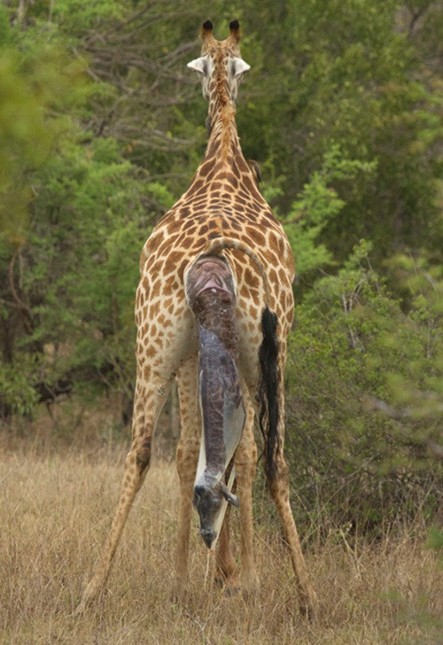 Lúc đầu, hươu cao cổ mẹ cực kỳ khó khăn để có thể dạng rộng hai chân sau ra. Có lẽ vì quá đau, nó liên tục lắc cần cổ và phải mất một khoảng thời gian rất lâu, sản phụ hươu cao cổ mới có thể đẩy được đầu, vai và chân trước của hươu con ra khỏi cửa mình.