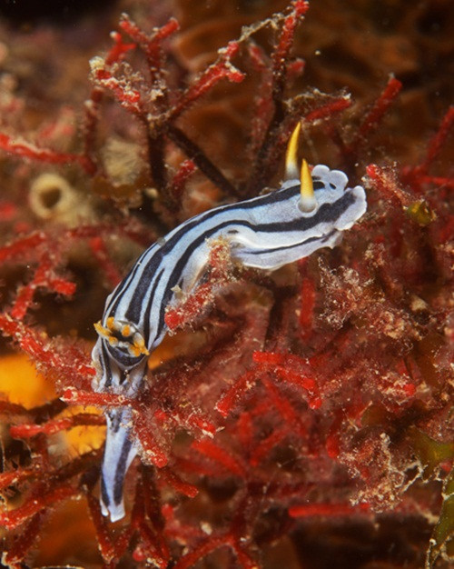 Khi chúng ăn một miếng bọt biển có độc tố hoặc một vòi hải quỳ, chúng sẽ lưu trữ các chất độc của thức ăn, chứa trong một nơi an toàn cơ thể mình, dần dần trở thành độc hại.