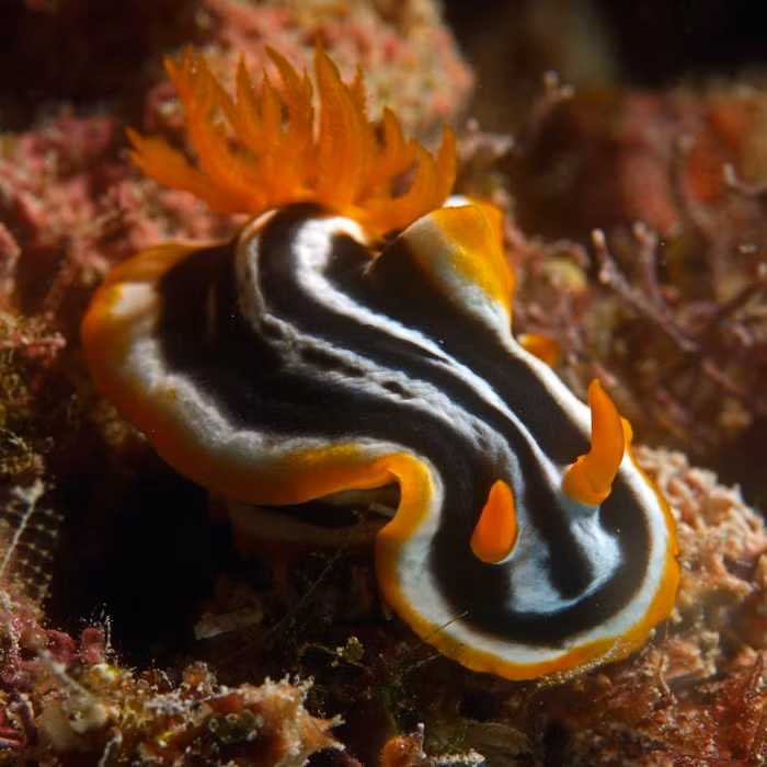 Những con hải sâm nudibranch, thuộc họ Nudibranchia, thường bị nhầm lẫn với một số loài sên biển bởi ngoại hình rực rỡ, đẹp lung linh giống nhau. Trong ảnh là loài hải sâm Chromodoris Africana với những viền vàng điển hình và sọc đen trắng.