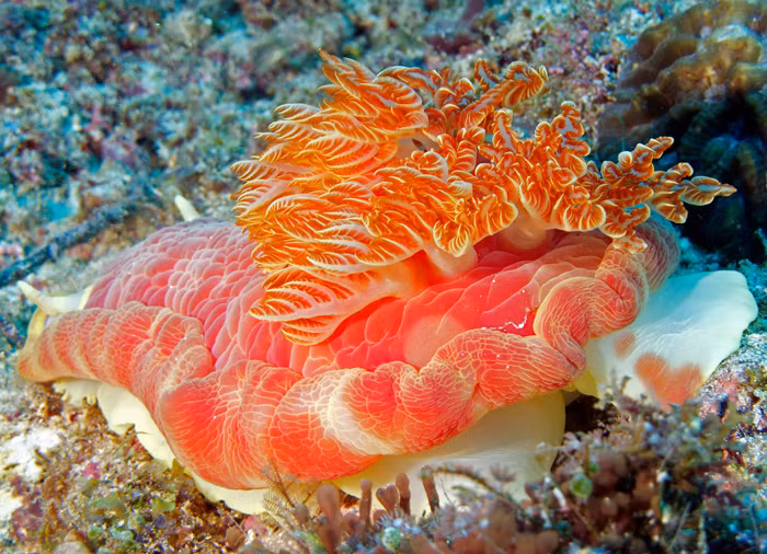 Hải sâm nudibranch có sừng mềm mọc trên đầu, những chiếc sừng này rất nhạy cảm, có chức năng liên lạc, nhận biết hương vị và mùi. Chúng hoạt động như một bộ cảm biến hóa học, được sử dụng để khám phá môi trường xung quanh.