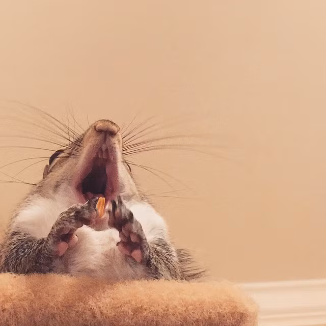 Trong nhà của chủ nhân cô sóc nhỏ, không chỉ có Jill là thú cưng, còn có những người bạn động vật khác như chó, chim... Jill làm quen và thân thiết với tất cả chúng.