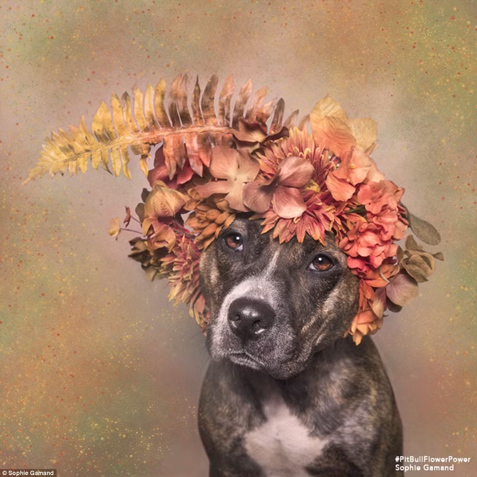 Chính vì lý do đó mà nhiếp ảnh gia Sophie đã nỗ lực thay đổi thành kiến của mọi người về giống chó này thông qua những bức ảnh đẹp.