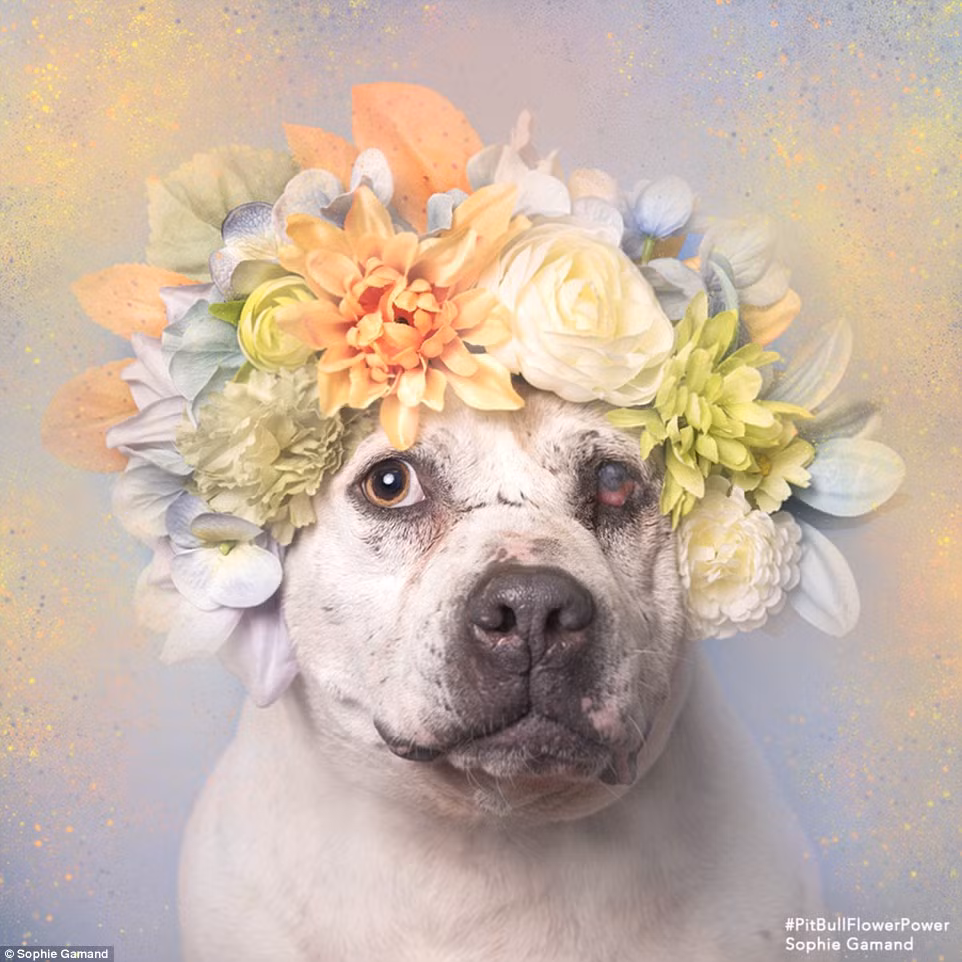 Kể từ khi thực hiện loạt ảnh này, đã có 114 con chó pitbull mà Sophine chụp được nhận nuôi.