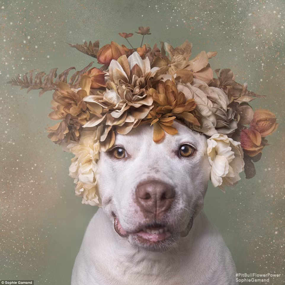 "Pitbull giống như mọi giống chó khác, chúng cần được chăm sóc, đào tạo và yêu thương, tuy nhiên tiếng xấu của chúng lại được nhiều người biết đến hơn là những mặt tốt", Sophie nói.