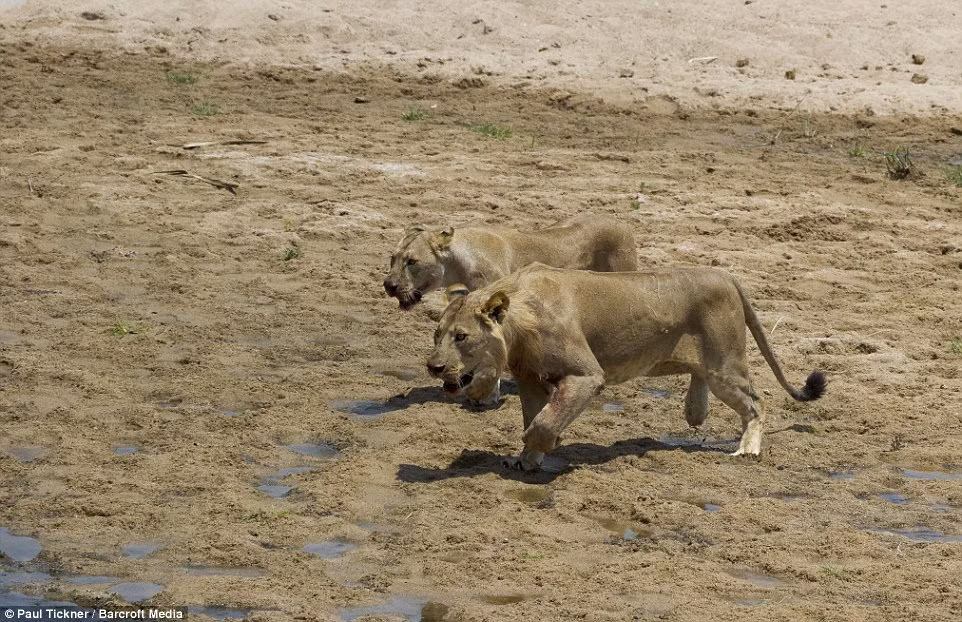 Ngay khi thấy voi con bị mắc kẹt trong đống bùn chưa ra được, hai con sư tử cái đói bụng nhanh chóng tiếp cận và tấn công cực nhanh voi con đáng thương.