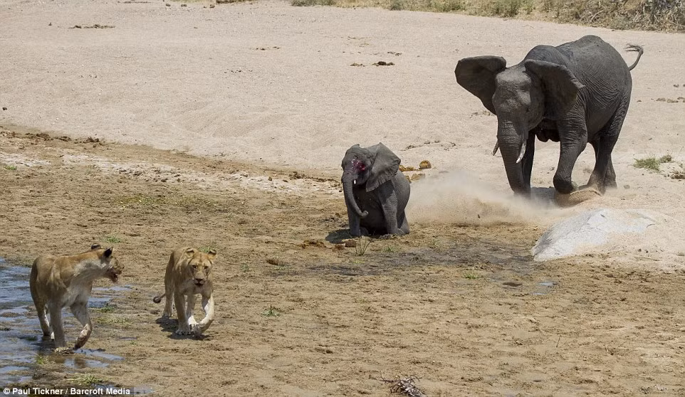 Voi con tuyệt vọng la hét kêu cứu, tiếng kêu đầy bi thương của voi con đã thu hút những con voi trưởng thành. Chúng nhanh chóng quay lại để cứu voi con đang đau đớn kêu khóc.