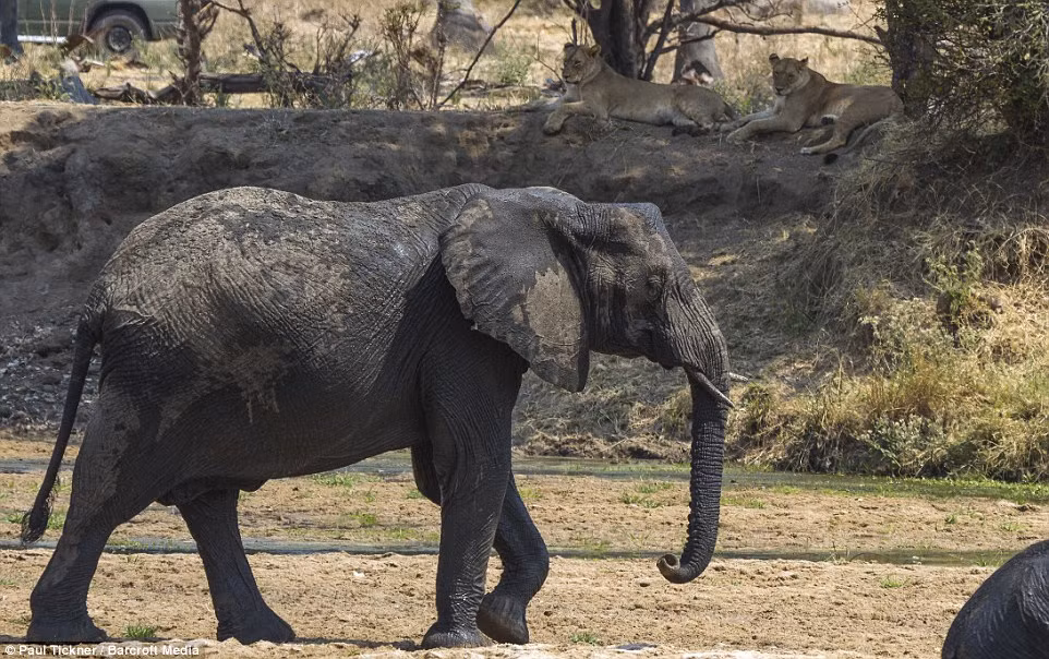 Đàn voi di chuyển ra khỏi khu vực phục kích của sư tử với tâm trạng đau đớn, sầu não.