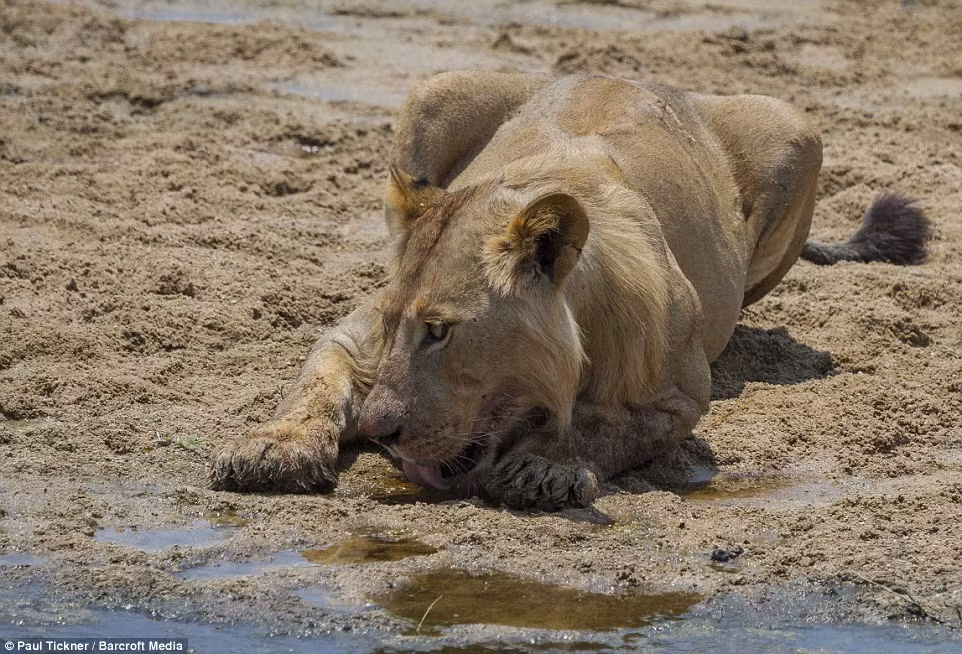 Sau những nỗ lực săn mồi được đền đáp, sau bữa đánh chén thịt voi no nê, sư tử nghỉ ngơi bên bờ sông.