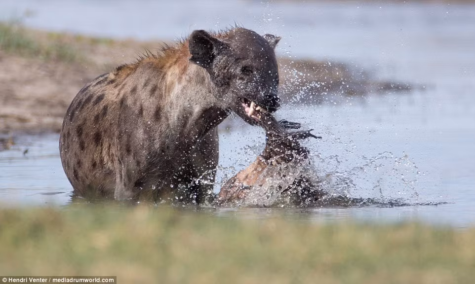 Cảnh tượng thú vị về một bữa thịt voi của linh cẩu được nhiếp ảnh gia động vật hoang dã Hendri Venter chụp tại công viên Quốc gia Chobe, Botswana. Theo phỏng đoán, con linh cẩu này săn được một con voi con và sau khi không ăn hết thịt con voi vì quá no, nó đem phần còn lại của voi con dìm xuống nước để không động vật săn mồi nào rình rập được thức ăn của nó.