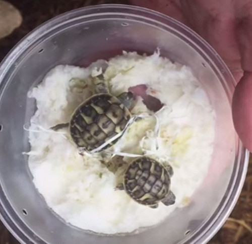 Tuy nhỏ hơn nhiều so với các con rùa sơ sinh khác nhưng cặp anh em rùa sinh đôi này lại nhận được nhiều sự chú ý bởi quá dễ thương và đặc biệt.