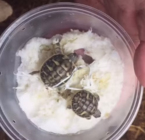 Tuy nhỏ hơn nhiều so với các con rùa sơ sinh khác nhưng cặp anh em rùa sinh đôi này lại nhận được nhiều sự chú ý bởi quá dễ thương và đặc biệt.