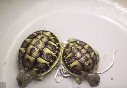 Sau khi được tách, anh em rùa sinh đôi vẫn thường xuyên bám dính, đi đâu, làm gì cũng có nhau.