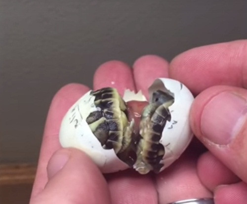 Quả trứng mà con non gặp khó khăn khi tách vỏ chính là quả trứng chứa một cặp rùa sinh đôi cùng trứng cực hiếm.