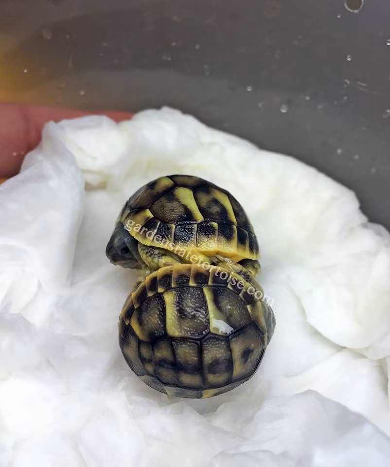 Thông thường, ông Chris sẽ không hỗ trợ trong quá trình ấp trứng, đẩy vỡ vỏ trứng mà để các con rùa con có thể sinh nở và chào đón thế giới rộng lớn một cách tự nhiên, khỏe mạnh nhưng vào ngày hôm đó, linh tính mách bảo ông phải can thiệp, hỗ trợ và cuối cùng Chris đã tận mắt chứng kiến một bất ngờ dễ thương nhất.