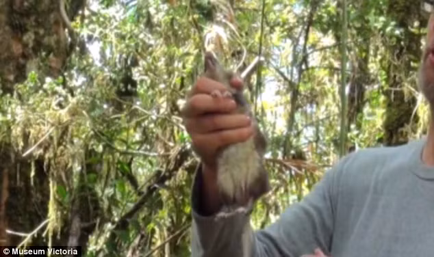 Khi bị bắt được, những con chuột này to béo, khỏe mạnh, trọng lượng mỗi con khoảng hai lạng rưỡi. Theo như chuyên gia Kevin, trên đảo Sulawesi cũng có một số loài chuột trông giống như loài này nhưng không phải là chúng.