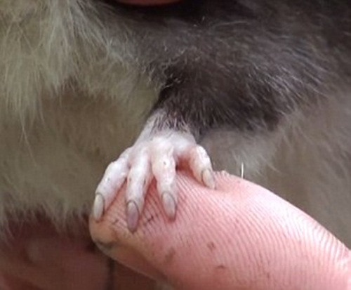 Bàn chân với những vuốt sắc của chuột mũi lợn mới được phát hiện.