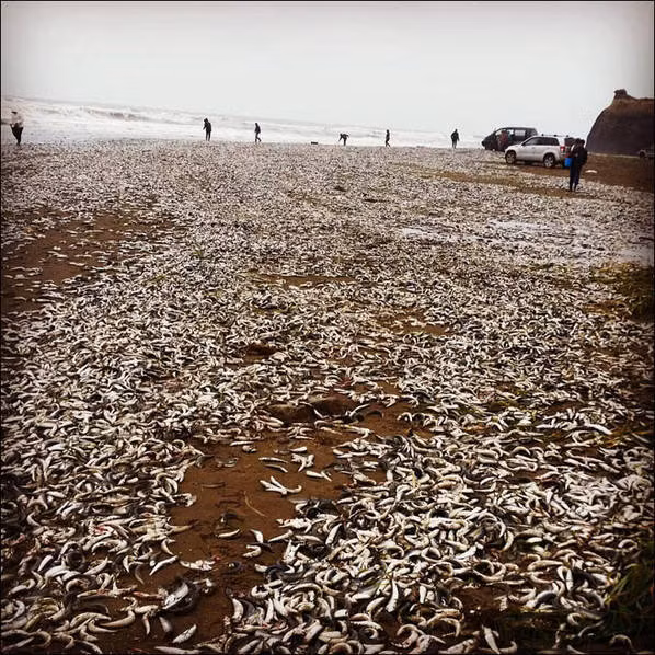 Lần này chưa kịp trở lại vùng biển ấm áp thì một cơn bão khiến nhiệt độ nước biển ở Sakhalin giảm mạng, dẫn tới hiện tượng hàng trăm ngàn con cá mòi chết thảm.