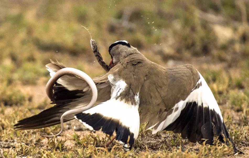 Nhiếp ảnh gia Johan Croukamp trong lúc khám phá thiên nhiên hoang dã ở Vườn quốc gia Kruger, Nam Phi đã tình cờ chứng kiến một cảnh tượng vô cùng thú vị. Chim te te mẹ mất con đã điên cuồng tấn công và giết chết kẻ thù là một con rắn.