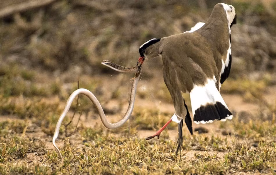 Cuối cùng, con chim te te mẹ dũng cảm đánh bại con rắn.