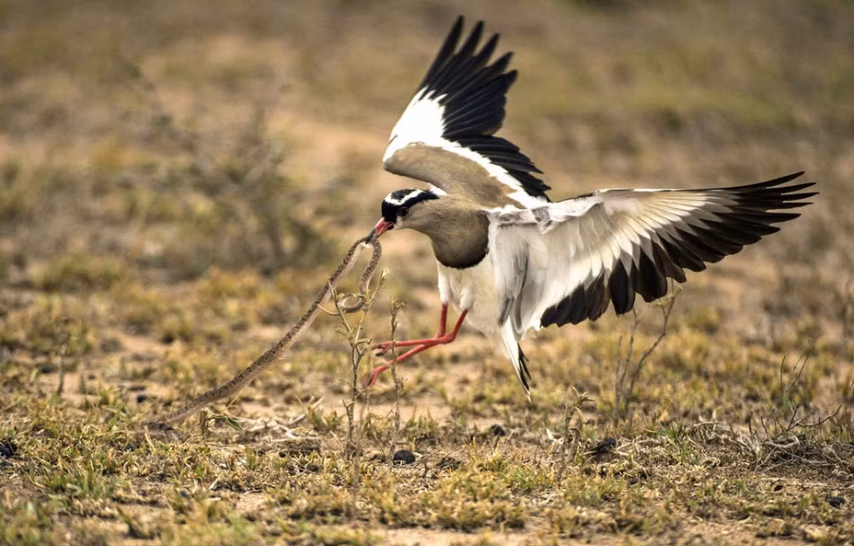 Cuối cùng, dường như con rắn kiệt sức, sự chống trả cũng yếu dần.
