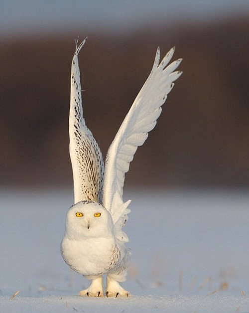 Mặc dù hoàn toàn có thể bay và phát hiện con mồi từ trên cao nhưng lúc rảnh, cú tuyết vẫn thường đi bộ để tăng thêm tính kích thích và độ khó cho những màn săn mồi chuyên nghiệp.