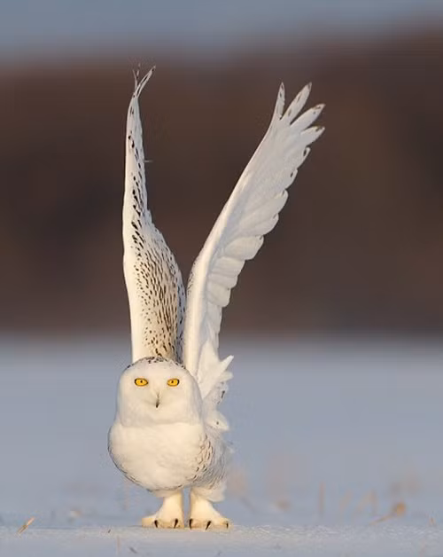 Mặc dù hoàn toàn có thể bay và phát hiện con mồi từ trên cao nhưng lúc rảnh, cú tuyết vẫn thường đi bộ để tăng thêm tính kích thích và độ khó cho những màn săn mồi chuyên nghiệp.