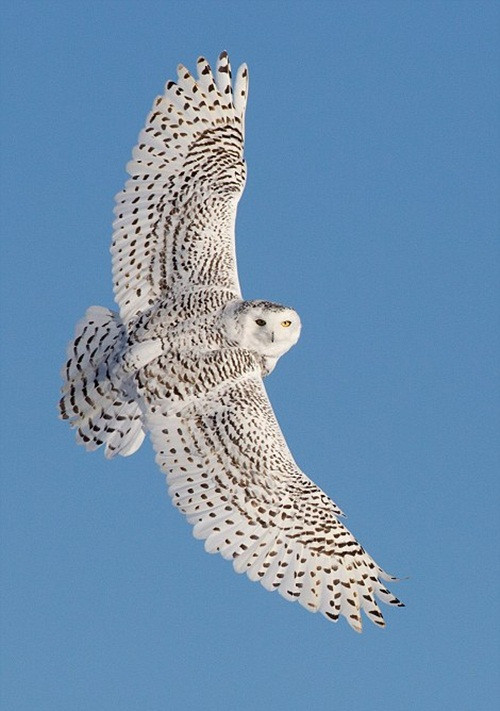 Lượn vòng trên không khoe sải cánh cực đẹp mắt cũng là một trong những sở thích tao nhã của cú tuyết.