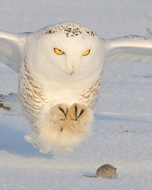 Những hình ảnh được chụp tại Quebec, Canada khi một con cú tuyết âm thầm đáp xuống mặt tuyết từ bầu trời và dùng vuốt bắt sống một con chuột đang cực kỳ khiếp hãi.