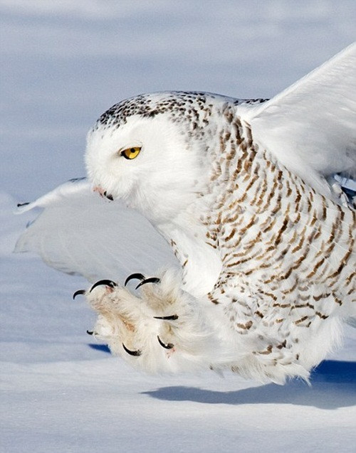 Loài gặm nhấm nhỏ bé không có cơ hội thoát thân với màn săn mồi từ phía sau nhanh như tên bắn của cú tuyết. Khi chộp được con mồi, những chiếc vuốt cong cong này sẽ kẹp chặt, khiến con mồi không thể giãy giụa.