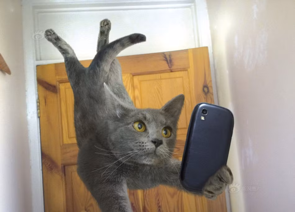 Muốn trang cá nhân của mình "dậy sóng", chú mèo này quyết tâm vừa trồng chuối vừa "tự sướng".