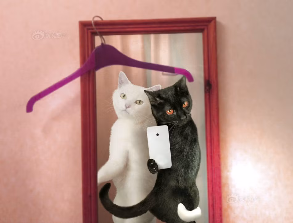 Cặp đôi bạn thân mèo đen và mèo trắng đang "tự sướng" khỏe vẻ đẹp tương phản, nổi bật.