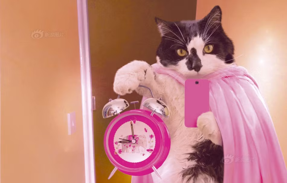 Cô mèo nghiện màu hồng này chụp ảnh "tự sướng" khoe sở thích cuồng nhiệt của mình.