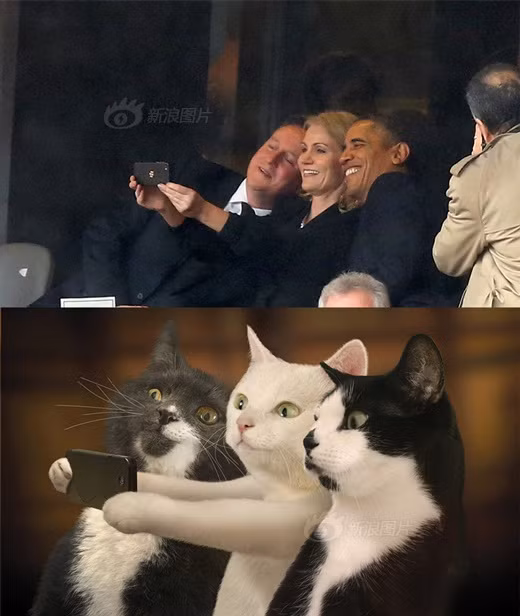 Hình ảnh tự sướng siêu đáng yêu của ba chú mèo này được ví với ảnh tự sướng của những chính trị gia nổi tiếng thế giới.