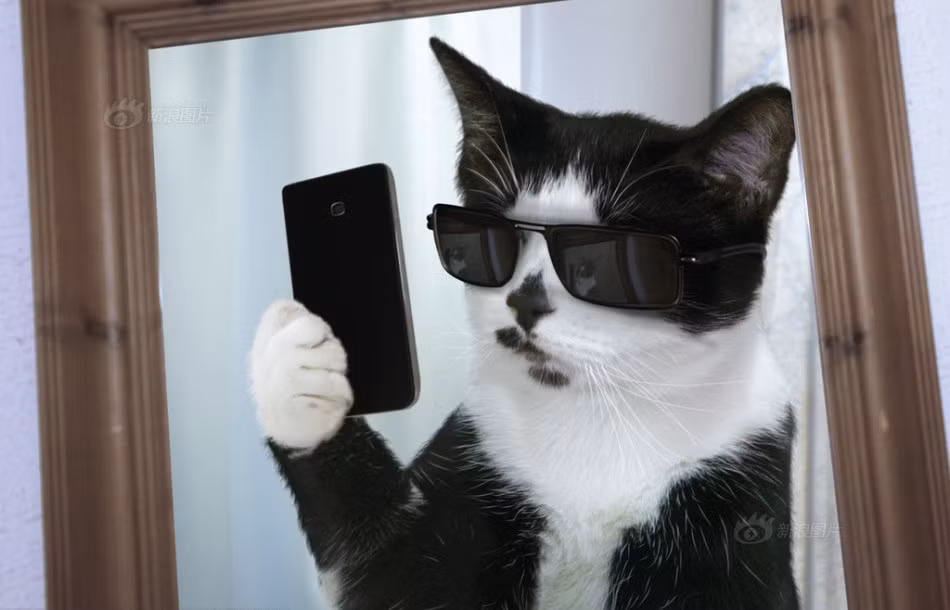 Nhưng đẹp trai, nhà giàu, sở hữu điện thoại xịn, phụ kiện đắt tiền mới là thứ giúp các anh mèo nổi tiếng.