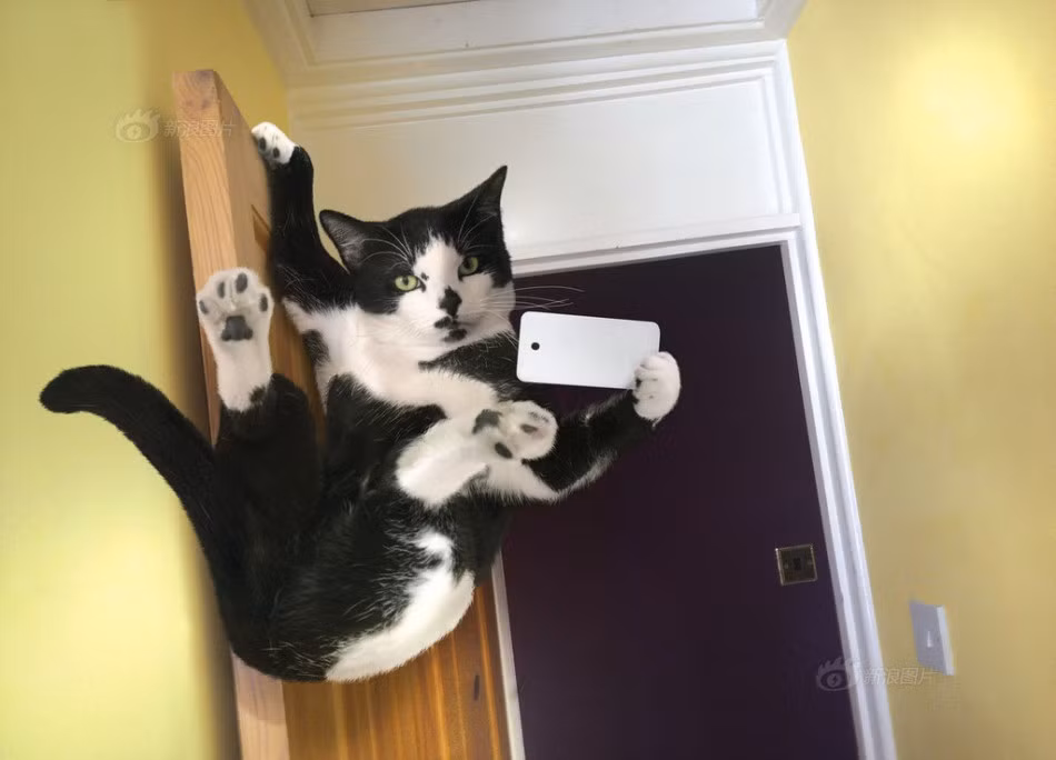 Không chỉ bắt chước con người, loài mèo còn cực sáng tạo trong mọi tư thế chụp ảnh "tự sướng". Muốn thể hiện cơ tay của mình, chú mèo này đu người lên cửa và tự sướng trong gương.