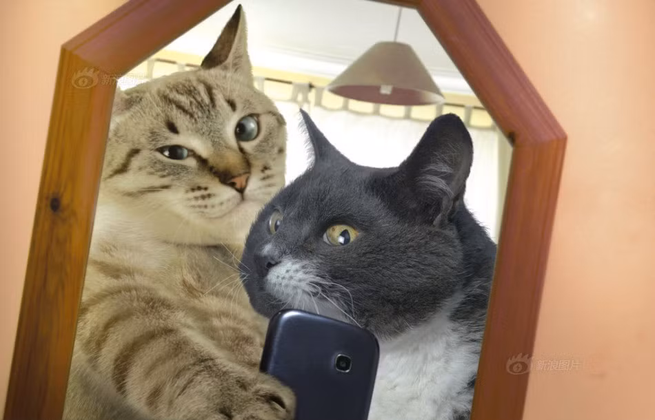 "Tự sướng" với gương là một xu thế được những anh chàng mèo bảnh trai ưa chuộng.