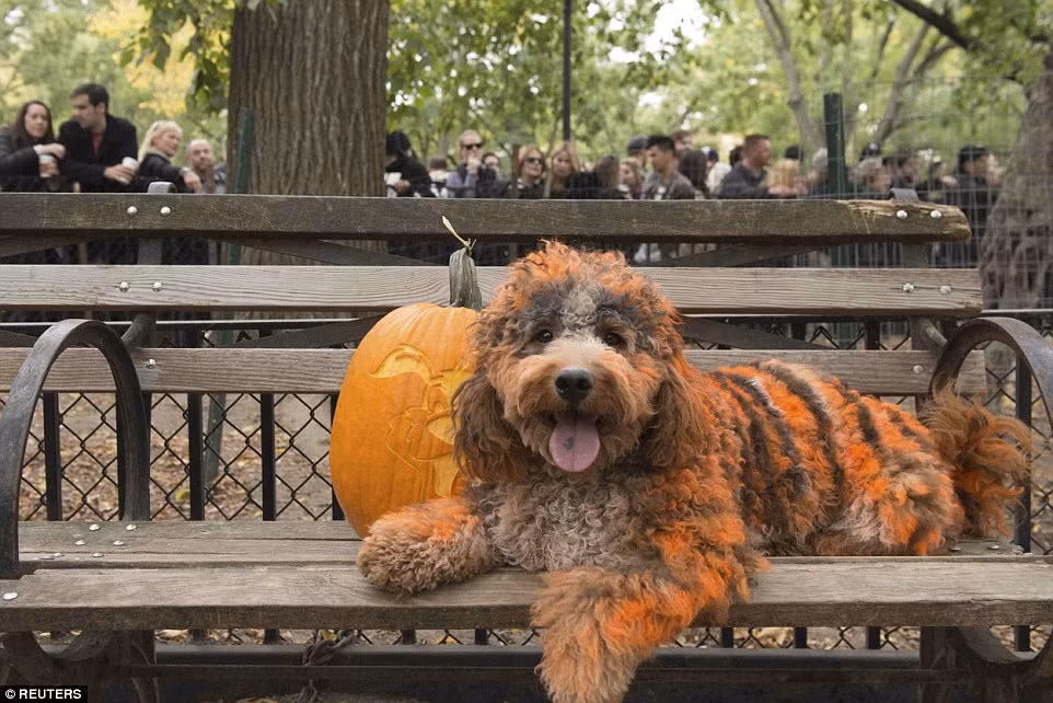Không cầu kỳ, chú chó này nhuộm lông vằn vện theo đúng sắc màu chủ đạo của lễ hội Halloween ma mị.