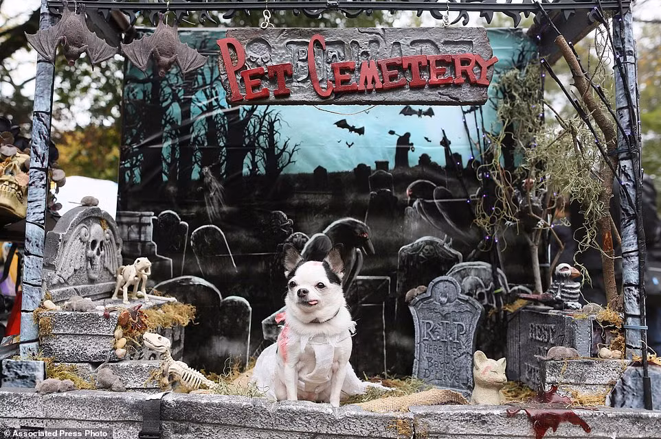 Những con chó gây được nhiều sự chú ý nhất là những con chó hóa thân thành Donald Trumps, Đức Giáo Hoàng Francis, nhân vật Marty McFly trong bộ phim bom tấn "Quay trở lại tương lai của Marty McFly"...