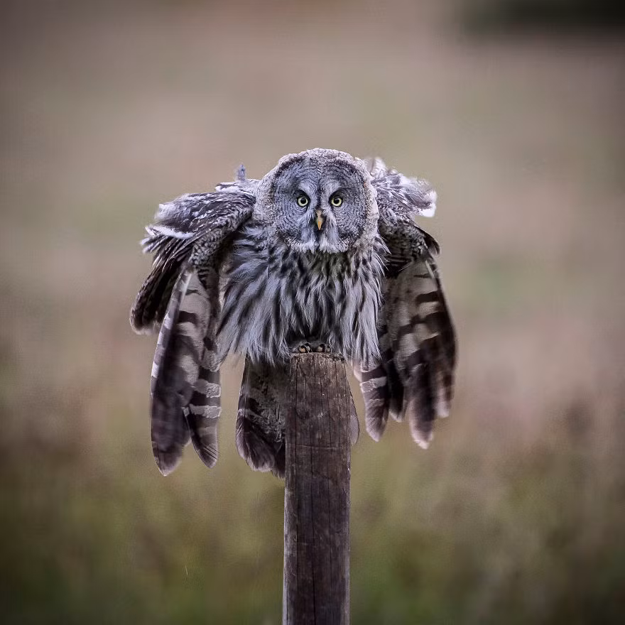 Nhiếp ảnh gia động vật hoang dã Andreas Hemb có niềm đam mê bất tận với những loài chim săn mồi quyền lực, dũng mãnh, những kẻ hùng bá bầu trời.