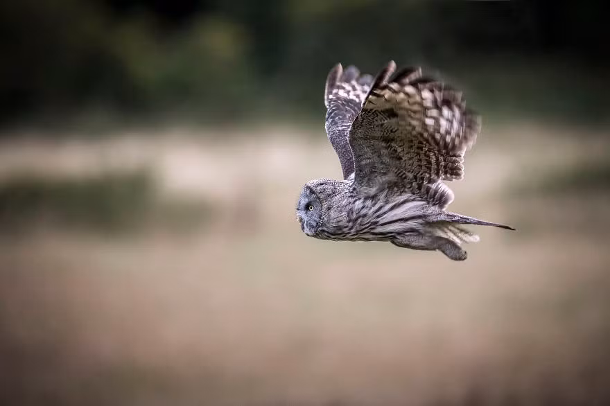 Anh đã dành 6 năm để theo chân những con chim săn mồi và ghi lại những khoảnh khắc ấn tượng nhất về những con chim ưu việt này. Qua mỗi bức ảnh, nhiếp ảnh gia Andreas luôn cố gắng để nắm bắt được bản chất thực sự của những nhân vật thống trị bầu trời.