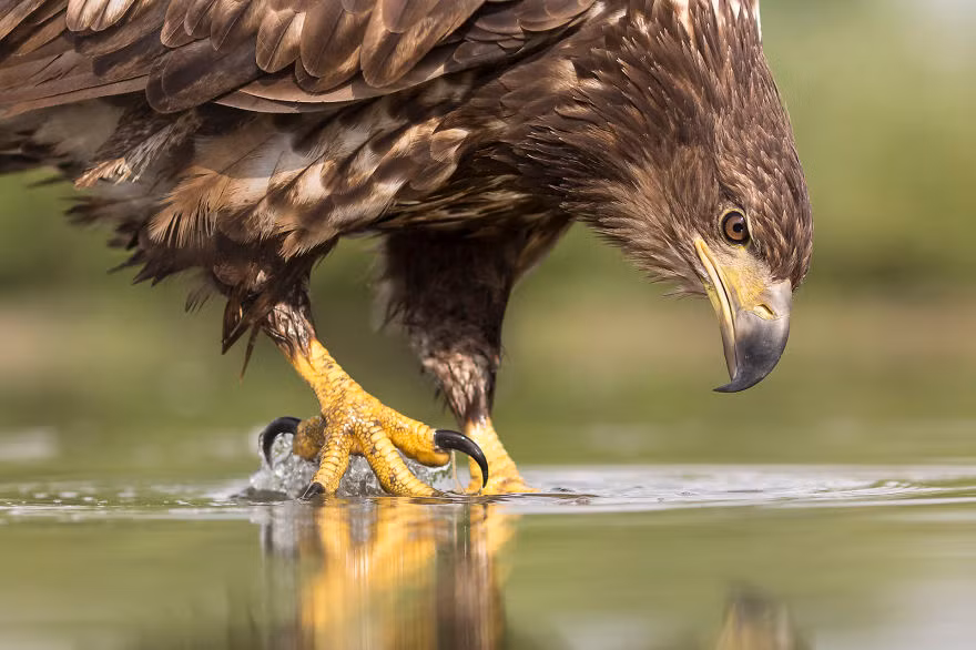 Bên cạnh đó, nhiếp ảnh gia còn muốn chụp thật sinh động, thật ấn tượng để người xem cảm nhận được một cảm giác hồi hộp, cảm nhận được giây phút tuyệt vời cũng giống như anh cảm nhận khi trực tiếp chứng kiến cảnh tượng đó.