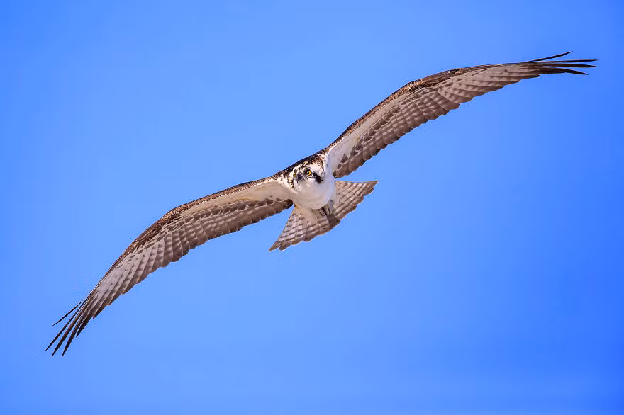 Chim ưng biển Thụy Điển, một loài chim săn mồi có sải cánh rộng lớn và kỹ xảo bay thượng thừa.