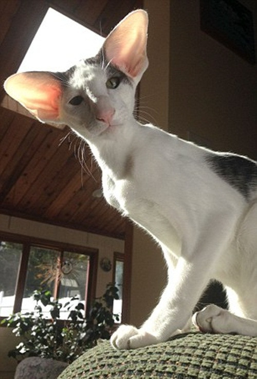 Teddy cũng không phải con mèo giống Oriental Shorthair duy nhất mà cô Christine nuôi. Trước khi Teddy nổi tiếng, một người anh chung nhà của chú là Stache cũng đã nổi danh với bộ ria mép cân xứng tuyệt đẹp.