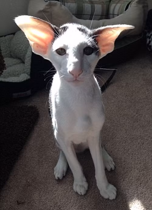 Teddy là tên một chú mèo thuộc giống Oriental Shorthair, sở hữu một đôi mắt lớn hình quả hạnh, cái đầu hình tam giác, cơ thể thon dài, thanh mảnh nhưng đầy cơ bắp. Đặc biệt, chú mèo kỳ dị có một đôi tai lớn, mỏng, khiến nó trông giống hệt quái vật gia tinh Dobby trong thế giới phù thủy của Harry Potter.