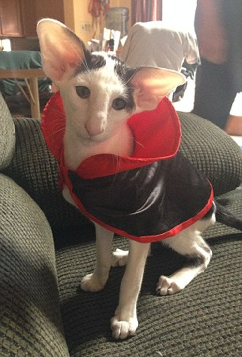 Sau khi đăng tải bức ảnh, cô Christine hoàn toàn sửng sốt khi bức ảnh mèo cưng của mình lại thu hút tới hơn 900.000 lượt truy cập. Đồng thời, có rất nhiều bình luận khen ngợi Teddy đáng yêu và dễ thương, âu yếm gọi chú là mèo gia tinh.