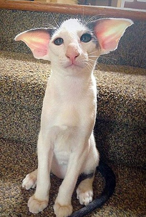 Mới chỉ có 6 tháng tuổi nhưng Teddy đã trở nên cực kỳ nổi tiếng sau khi chủ nhân của mình, cô Christine đăng một bức hình của Teddy lên trang Reddit.