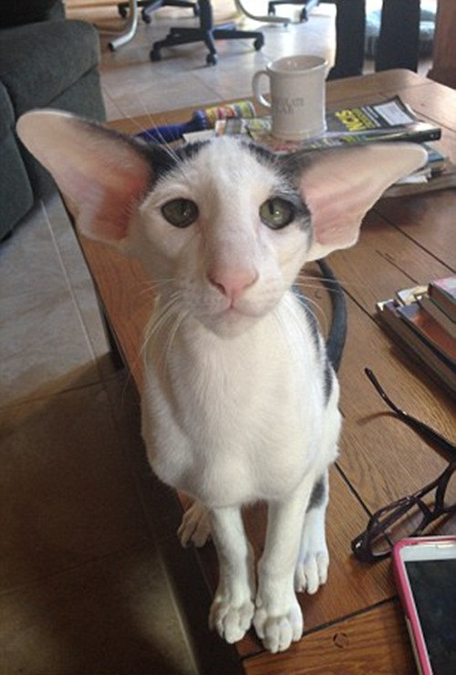 Chủ sở hữu của Teddy còn cho biết thêm, chú mèo đặc biệt này rất vui vẻ, hòa đồng và thông minh.