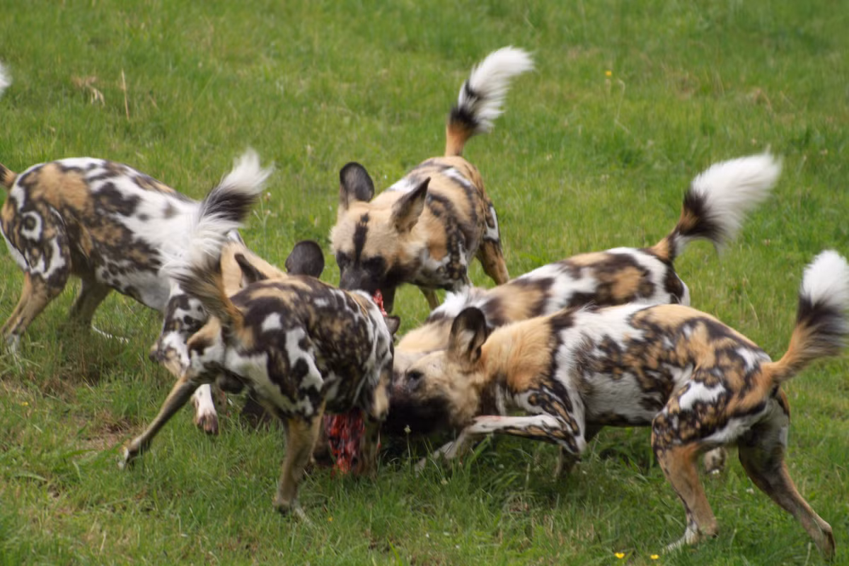 9. Chúng có một bộ mã di truyền học thú vị. Có năm phân loài chó hoang dã ở châu Phi và tuy có chung một tổ tiên với những con sói từ vài triệu năm trước nhưng không phải di truyền tương thích nên không thể giao phối để lai tuyển chọn.