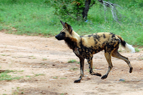 4. Kỹ năng săn mồi phối hợp của chó hoang châu Phi cực kỳ tốt. Tỉ lệ cuộc săn thành công của chó hoang châu Phi là 80%, hơn hẳn sư tử với 30%. Thành tựu vượt trội này chủ yếu là do chó hoang có sự phối hợp nhuần nhuyễn trong khi săn mồi. Giao tiếp là chìa khóa thành công, khi săn mồi, những con chó không ngừng để cho các thành viên khác biết cả vị trí của mình và của con mồi. Trí thông minh và khả năng phối hợp, làm việc theo nhóm của chúng cho phép chúng có thể thích ứng với sự thay đổi kịch bản trong cuộc săn và đạt kết quả tốt nhất.