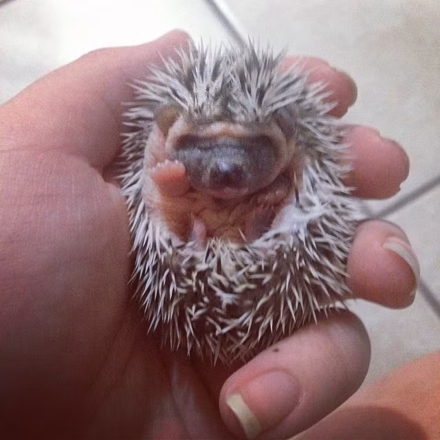 Chào đời không được bao lâu, con nhím gai được chụp ảnh lưu niệm. Ngay khi thấy máy ảnh, nhím con giơ tay chào thế giới.